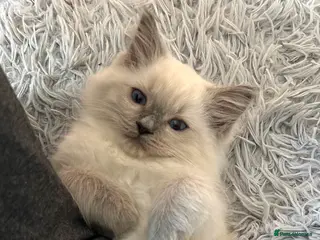 Ragdoll cats Cuddly Gentle affectionate Ragdoll Female - Advert 1