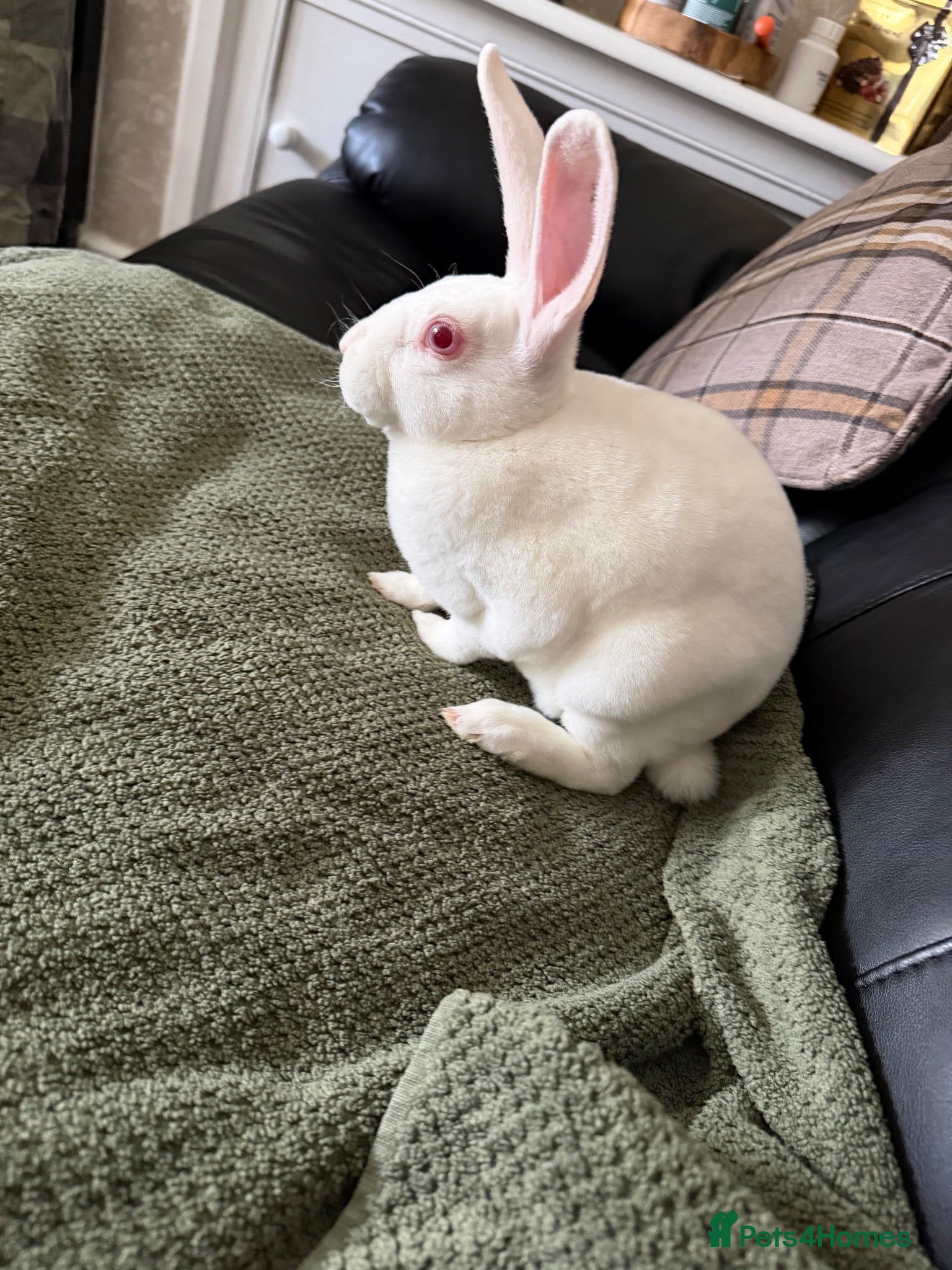 Rex rabbits Standard Ermine Rex ( 3 Bucks left  - Advert 2