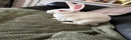 Rex rabbits for sale: Standard Ermine Rex ( 3 Bucks left  - Advert 2