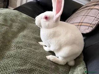 Rex rabbits Standard Ermine Rex ( 3 Bucks left - Advert 2