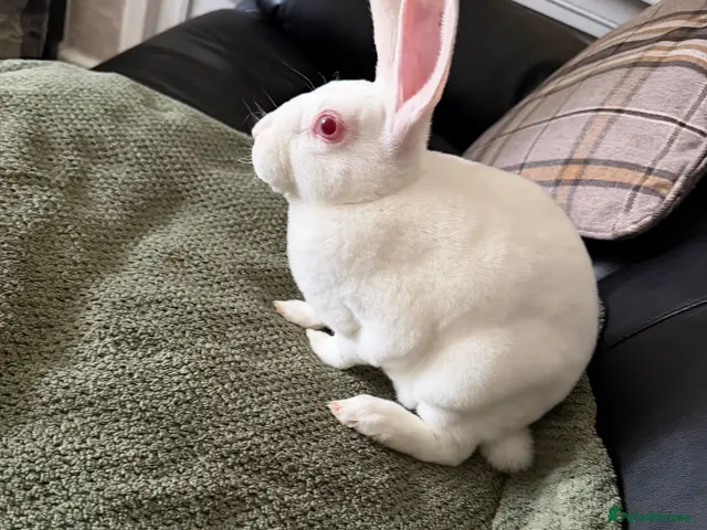 Rex rabbits Standard Ermine Rex ( 3 Bucks left - Advert 2