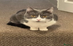 British Shorthair cats for sale: Ralphy - Image 2