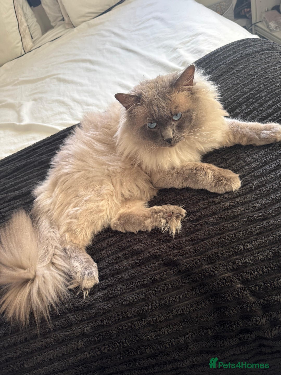 Ragdoll cats for sale: Beautiful male blue point ragdoll (not neutered) - Advert 2