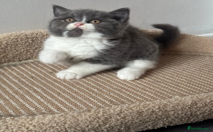 British Shorthair cats - Advert 16