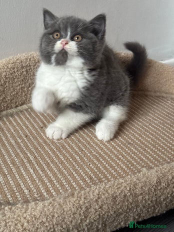 British Shorthair cats - Advert 5
