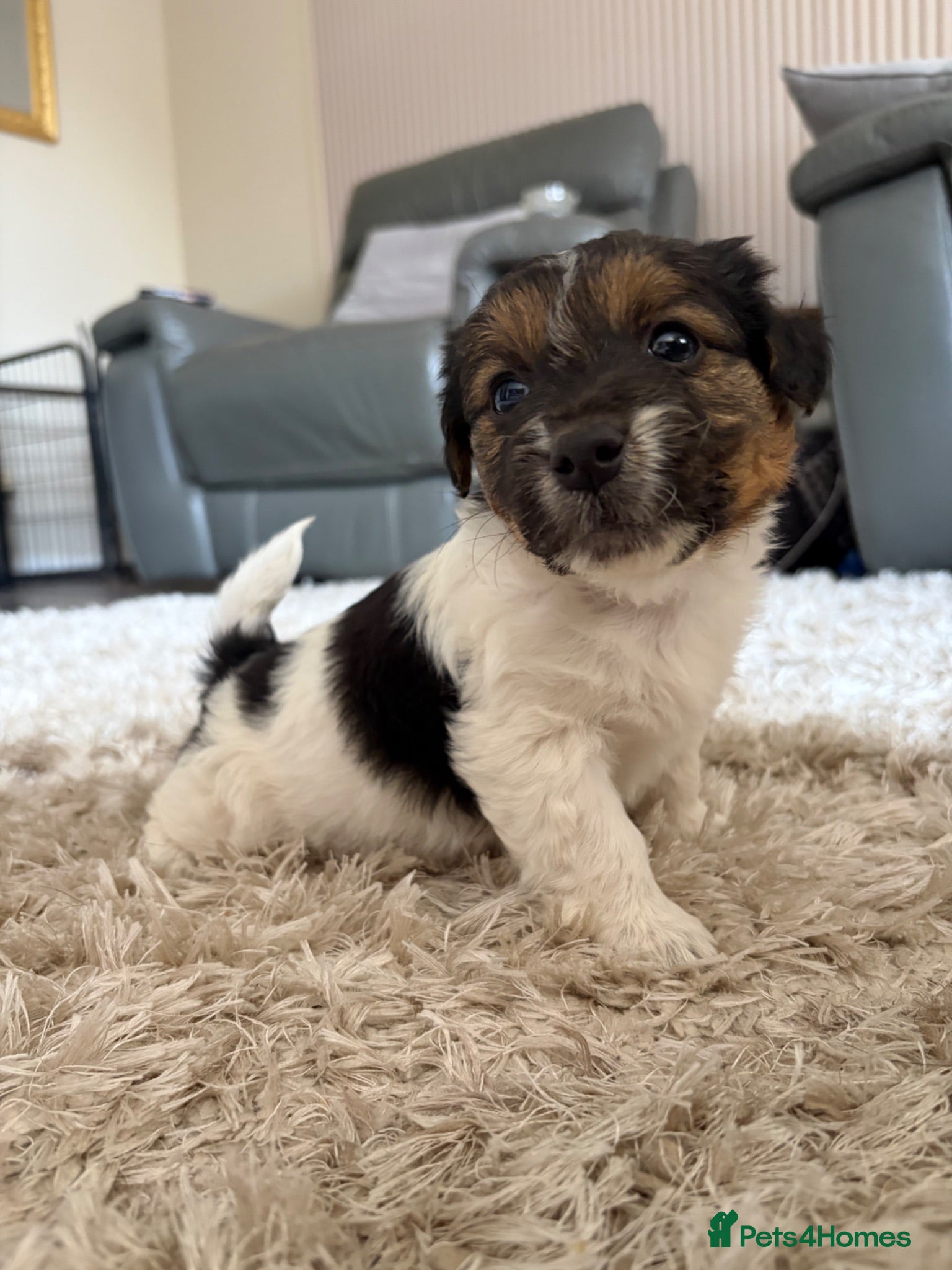 Mixed Breed dogs Beautiful mix of Sealyham terrier x jackrussel  - Advert 10