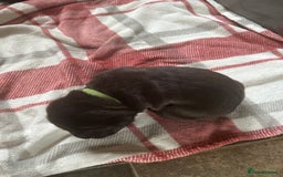 Cane Corso dogs for sale: Proudly presenting - Image 13