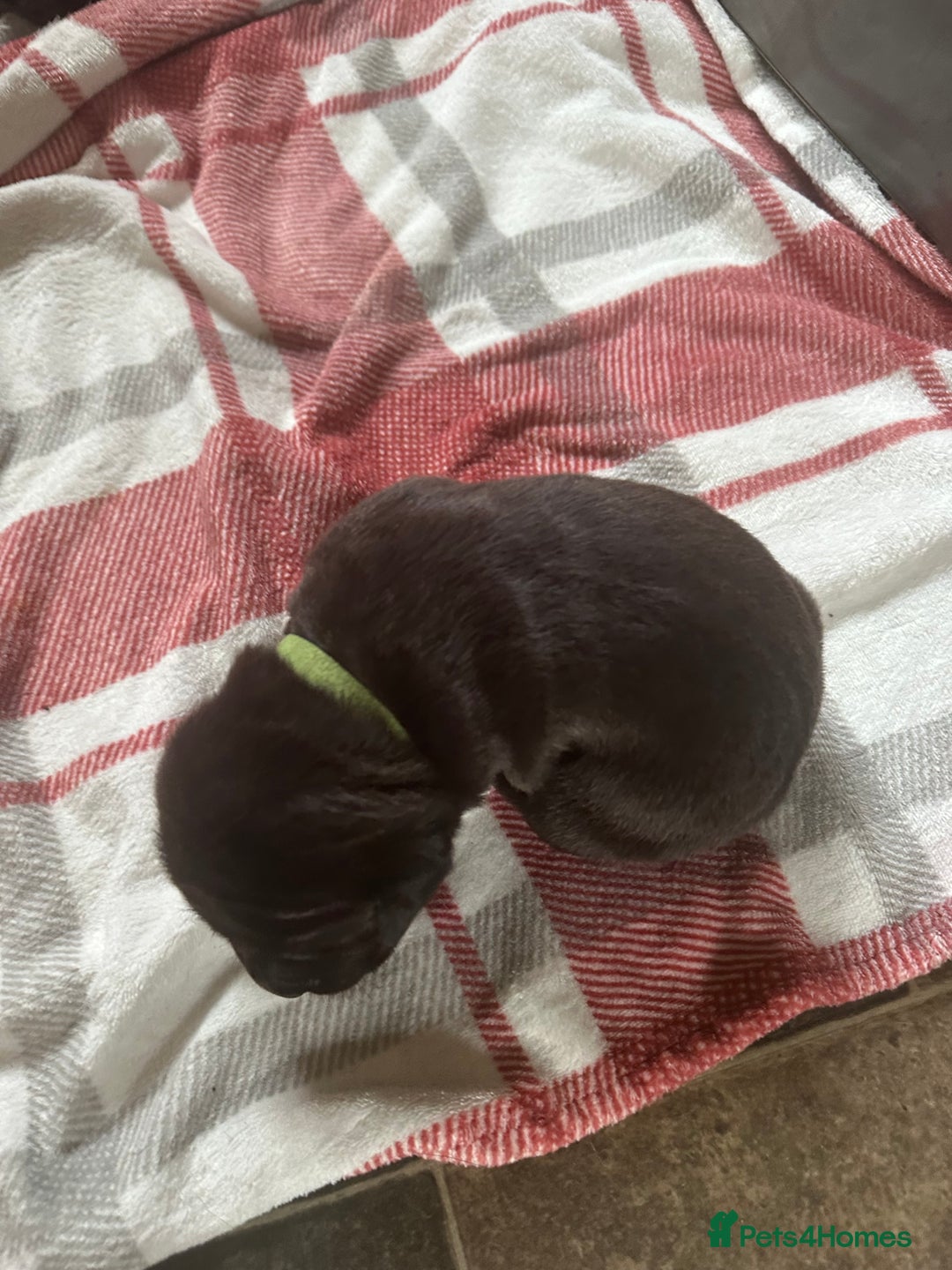 Cane Corso dogs for sale: Proudly presenting - Image 13