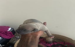 Mixed Breed dogs for sale: French bulldog mix - Image 7
