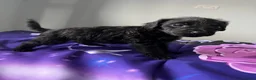 Patterdale Terrier dogs for sale: Patterdale terrier pups  - Advert 3