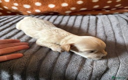 Mixed Breed dogs for sale: 8 beautiful cockapoo cross cavapoo pups - Image 16