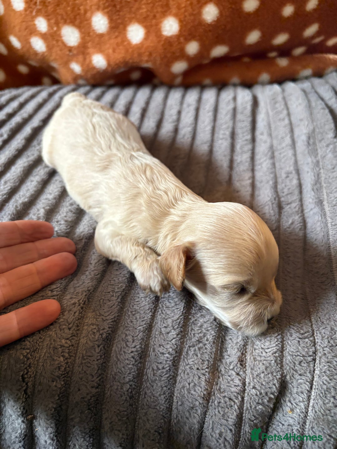 Mixed Breed dogs for sale: 8 beautiful cockapoo cross cavapoo pups - Image 16