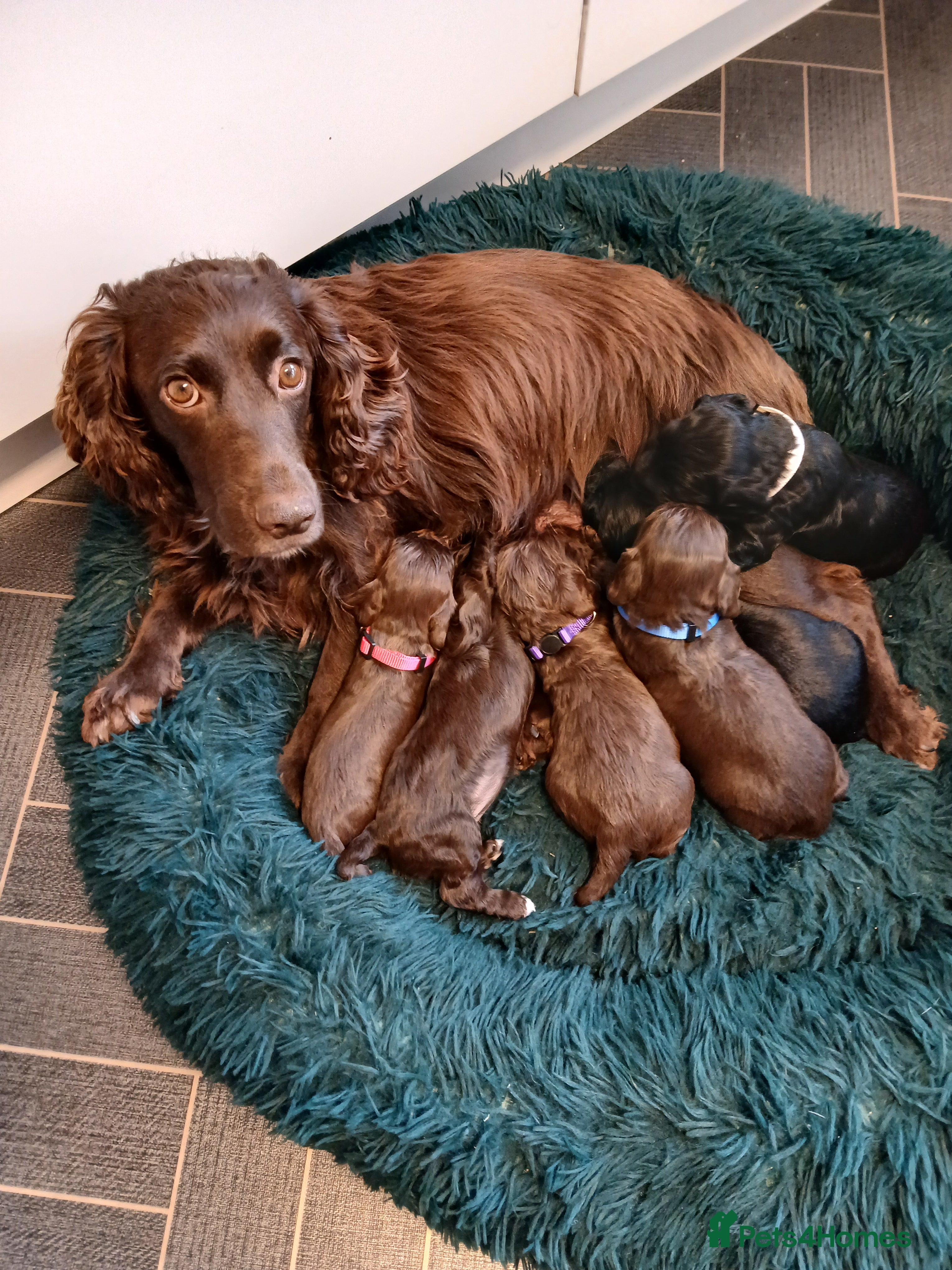 Cocker Spaniel dogs Cocker spaniel puppies - Advert 8