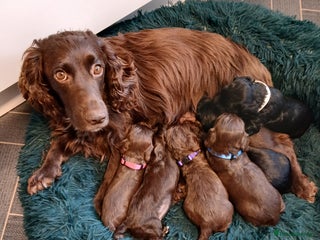 Cocker Spaniel dogs Cocker spaniel puppies - Advert 1