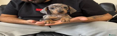 Dachshund 2