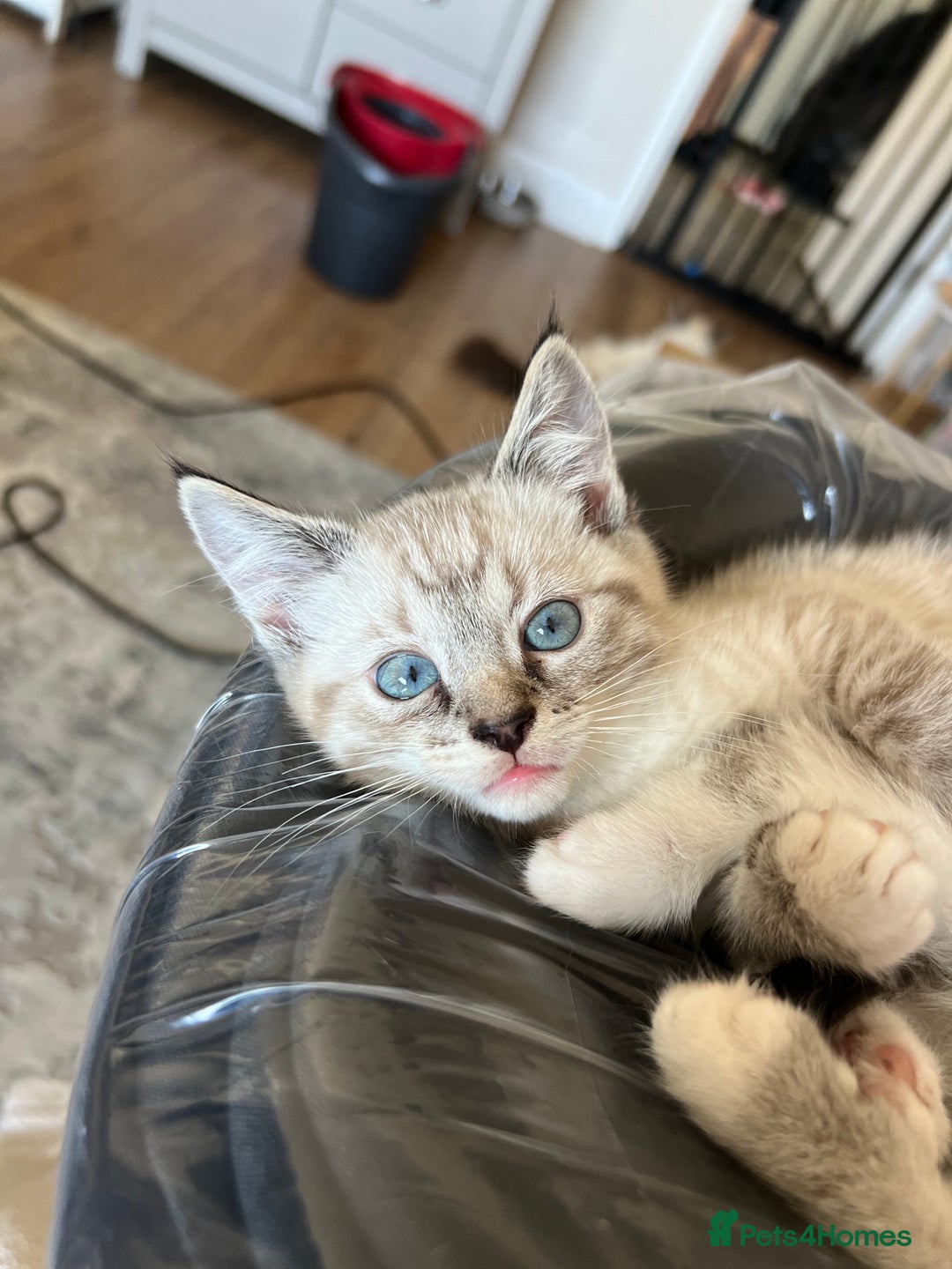 Ragdoll cats for sale: ONE BOY LEFT  Ragdoll cross kittens for sale  - Image 15