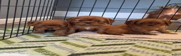 Cavalier King Charles Spaniel dogs for sale: 2 handsome boys left - Advert 8