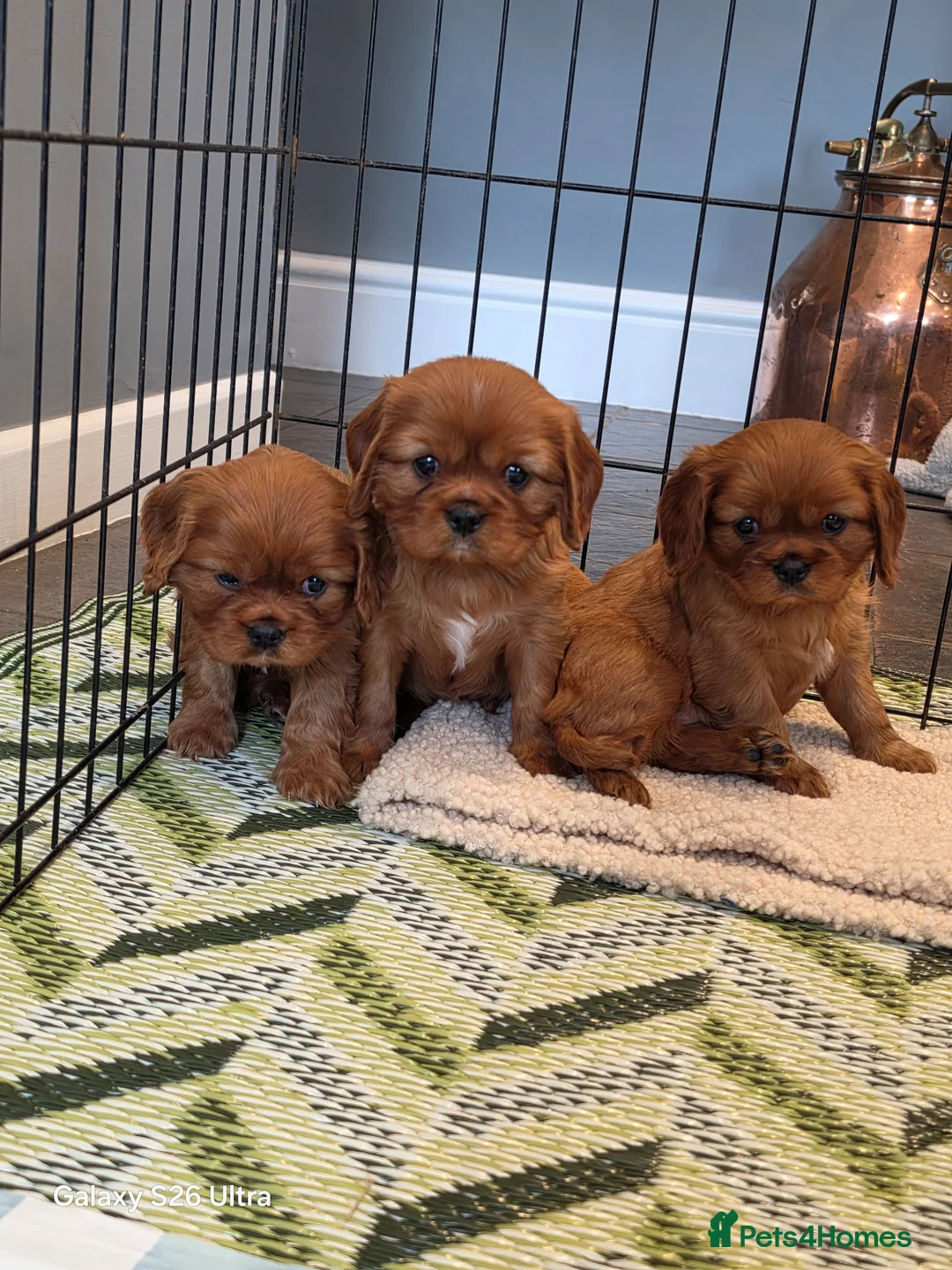 Cavalier King Charles Spaniel dogs for sale: 2 handsome boys left - Advert 8