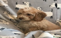 Cockapoo dogs for sale: 🐩🐶STUNNING F1 COCKAPOO PUPPIES🐶🐩 - Image 7