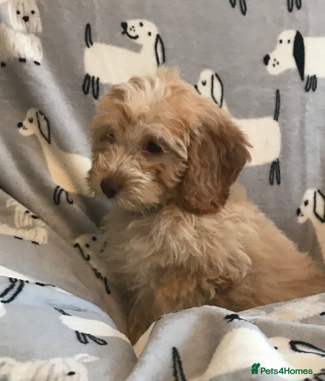 Cockapoo dogs for sale: 🐩🐶STUNNING F1 COCKAPOO PUPPIES🐶🐩 - Image 7