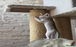 Singapura cats for sale: Stunning Singapura kittens  - Image 5