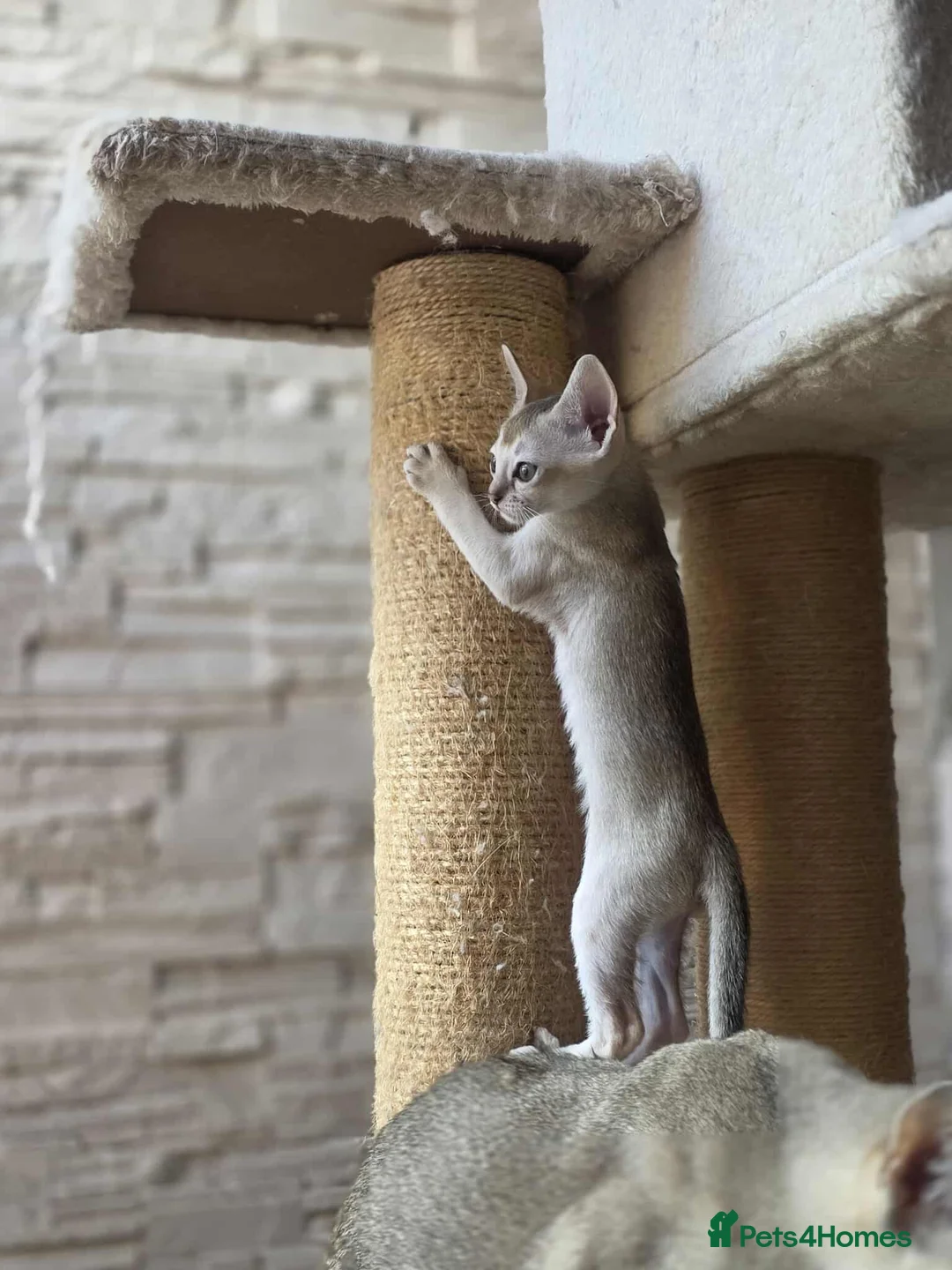 Singapura cats for sale: Stunning Singapura kittens  - Advert 10