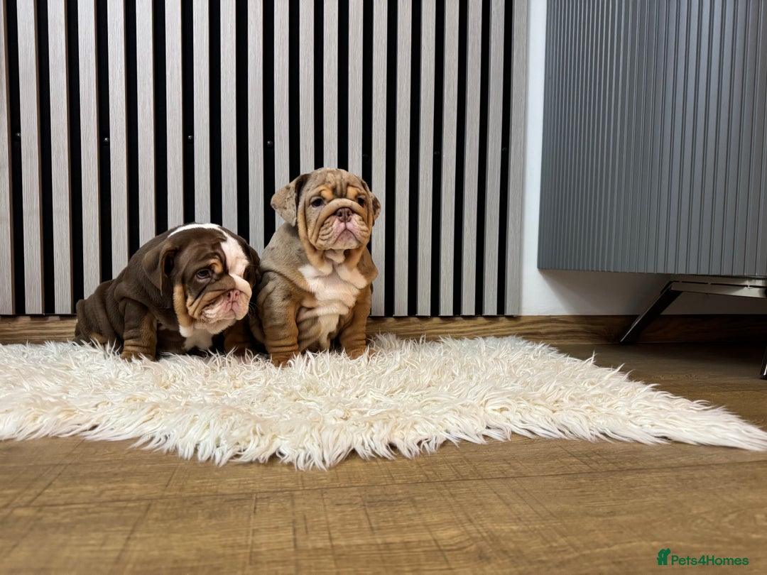 English Bulldog dogs for sale: Our girls looking for a warm sofa and full love ❤️ - Advert 9