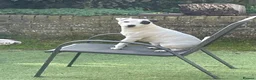 Jack Russell dogs for stud: Reksio    - Advert 6