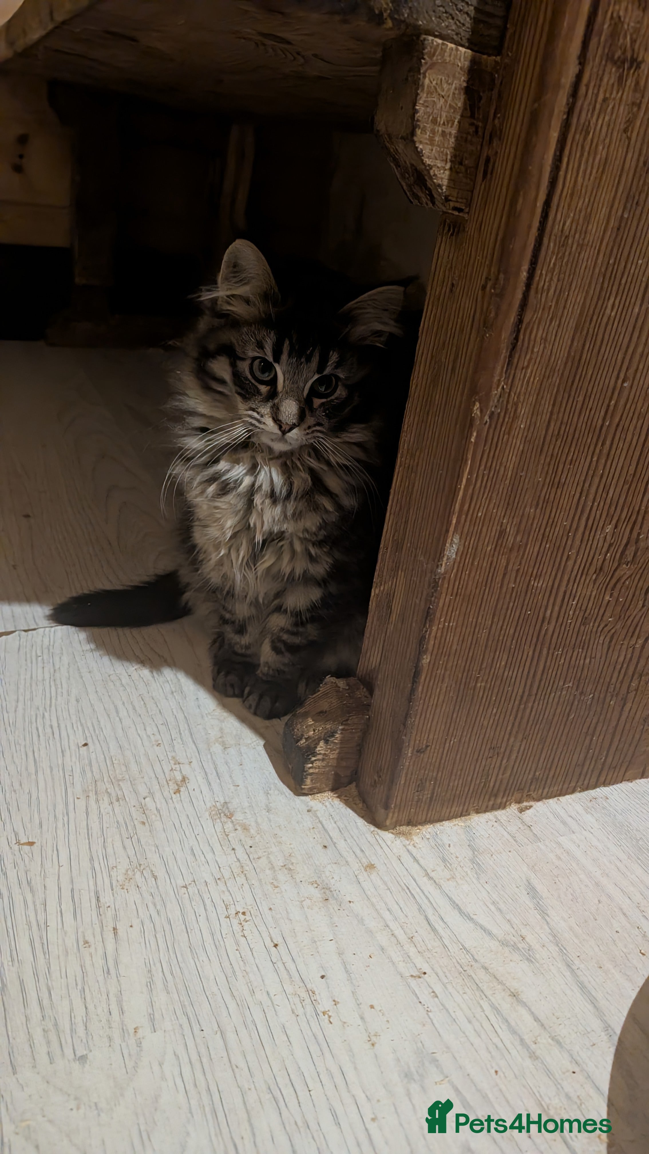 Maine Coon cats Maine Coon Pedigree kittens - Advert 5