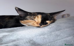 Domestic Shorthair cats for sale: Calico cat - Cleo - 1.5 years old  - Image 6