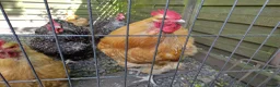 Chickens poultry for sale: Buff orpington cockeral for sale - Advert 3
