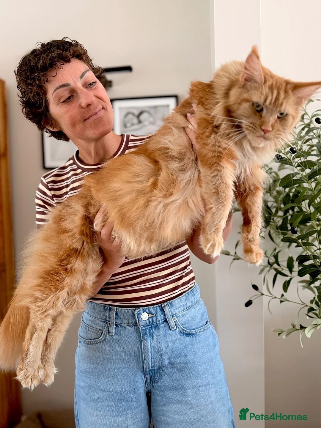 Maine Coon cats for sale: Stunning Mainecoons  in Teignmouth - Advert 1