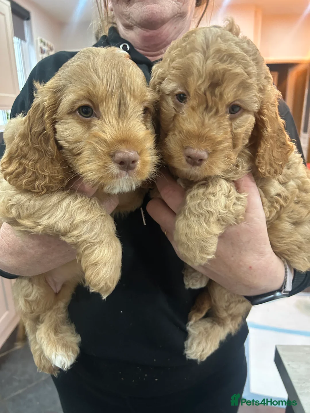 Cockapoo dogs for sale: 🐾 Ready NOW - 2 Cockapoo puppies 🐾 - Advert 1