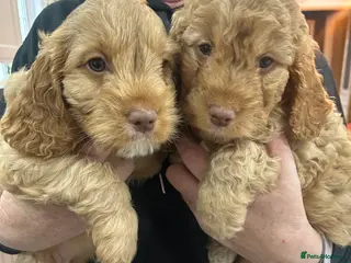 Cockapoo dogs 🐾 Ready NOW - 2 Cockapoo puppies 🐾 - Advert 1