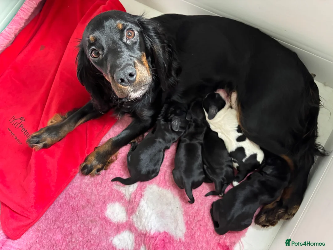 Cocker Spaniel dogs for sale: Stunning litter of 5 Cocker Spaniel puppies! - Advert 17