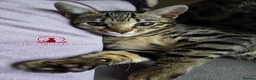 Bengal cats for sale: ✨️ CHAMPION TICA BENGAL KITTENS 🔥 - Advert 3