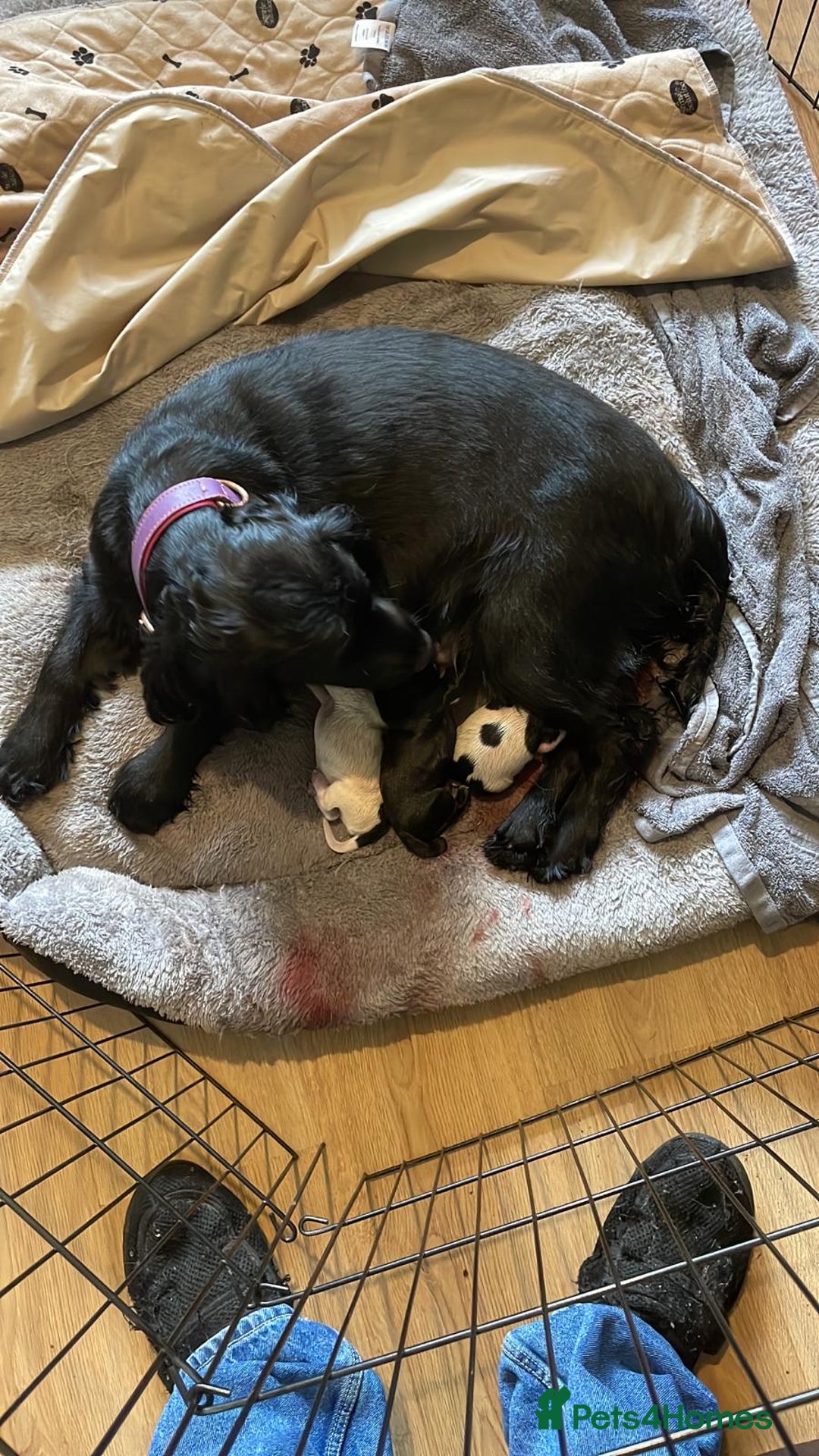 Cocker Spaniel dogs for sale: Cocker spaniel pups ready now!!  - Image 10