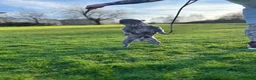 French Bulldog dogs for stud: French Bulldog Stud RFG grade 1 & 7 panel health  in Dunfermline - Advert 6