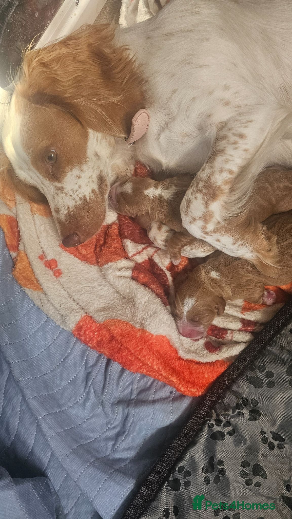 Cocker Spaniel dogs Golden Working Cocker Spaniel Puppies - Advert 4
