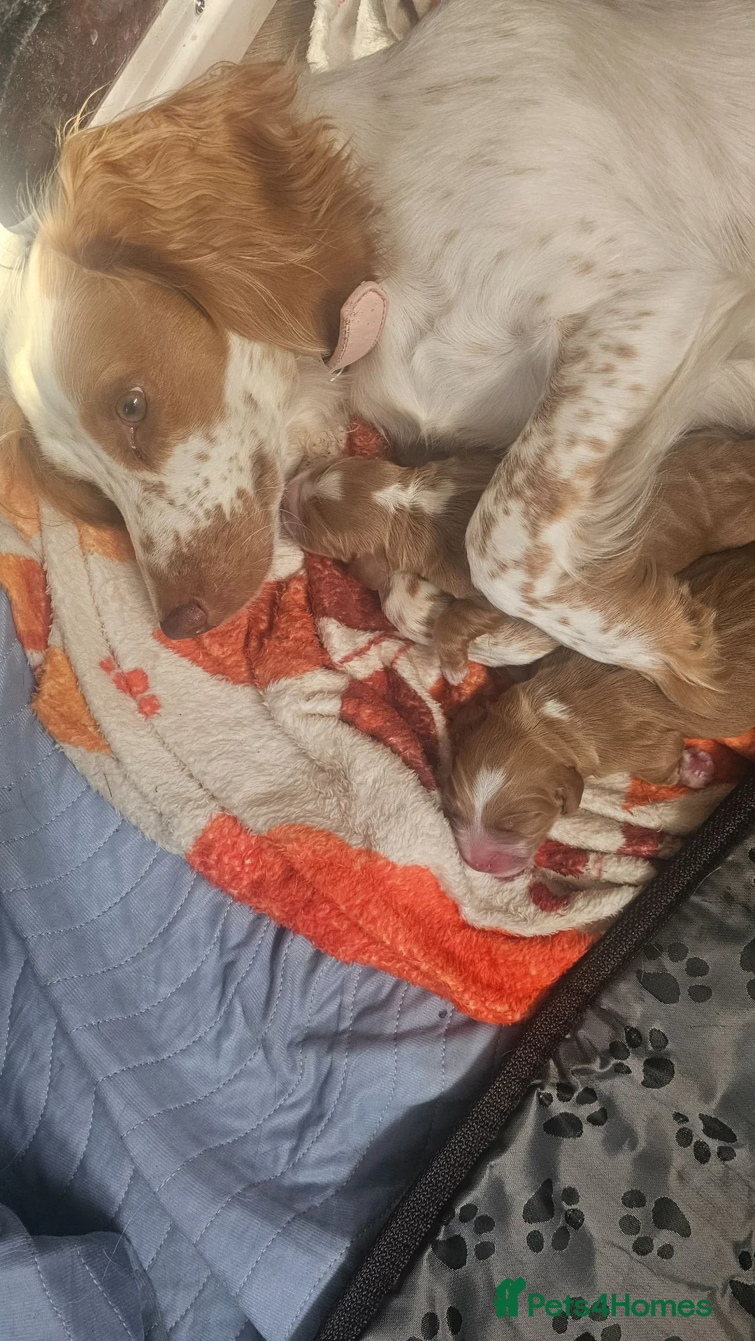 Cocker Spaniel dogs for sale: Golden Working Cocker Spaniel Puppies - Advert 1