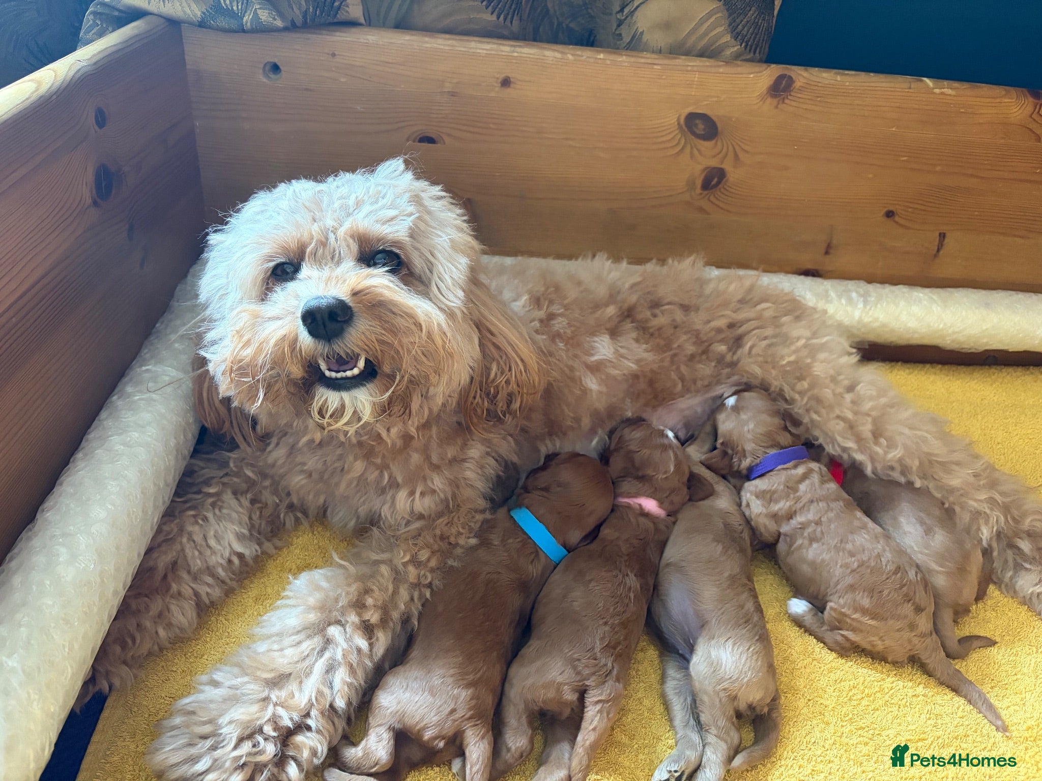 Cavapoo dogs F1b Cavapoo Puppies | 360 Health Tested Parents - Advert 1