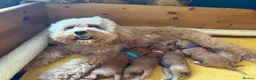 Cavapoo dogs for sale: F1b Cavapoo Puppies | 360 Health Tested Parents - Advert 1