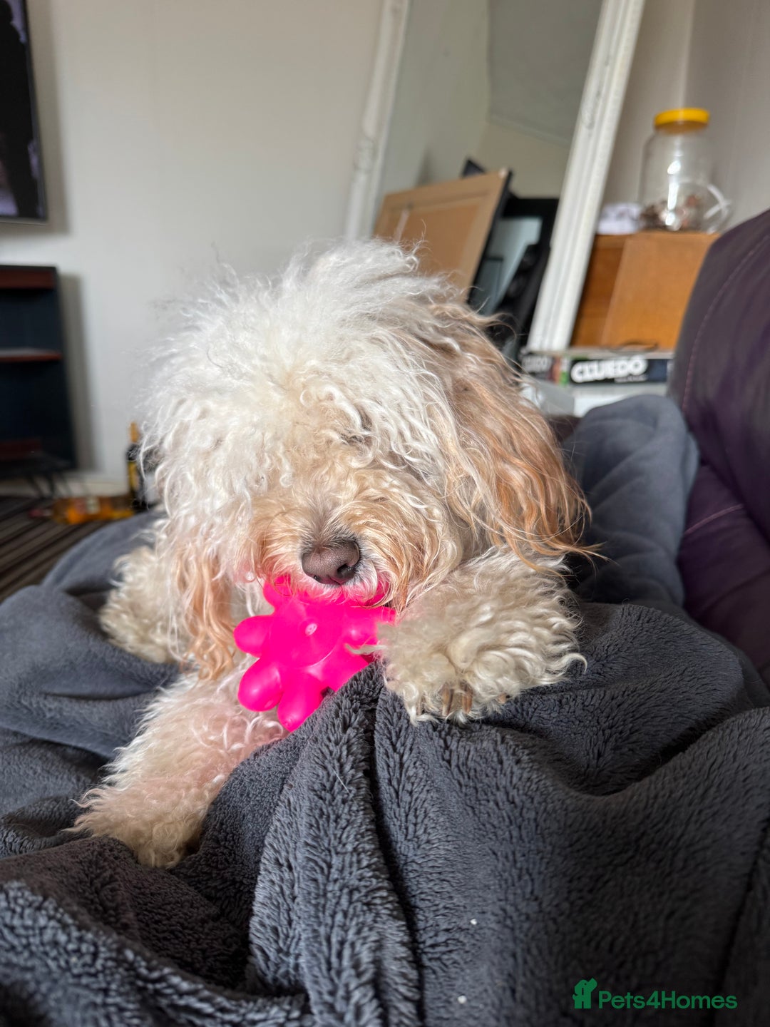 Cockapoo dogs for sale: Looking to rehome Hugo - Advert 3