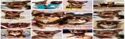 Chihuahua dogs for stud: Russian blood, Russian import stud - Advert 7