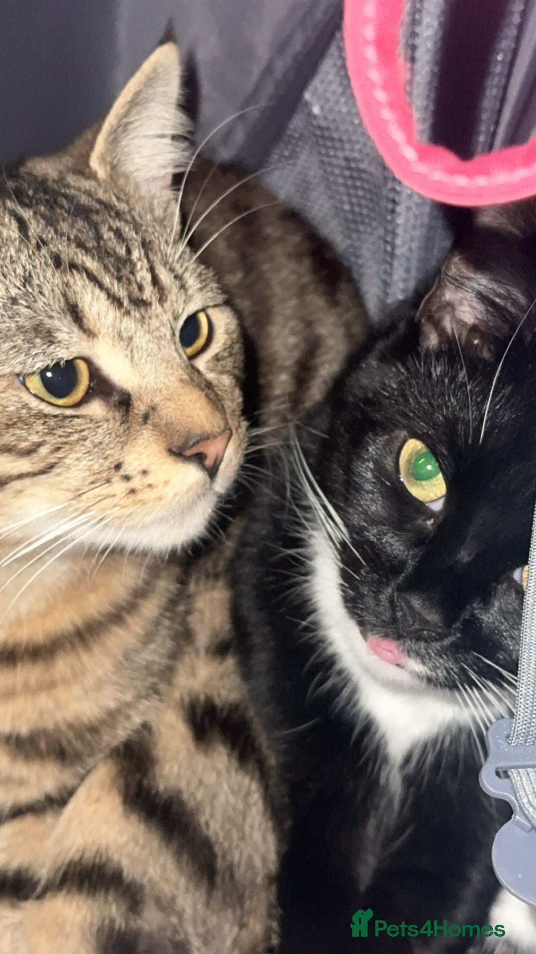 Mixed Breed cats for sale: 2 uniquely marked black kittens  - Image 9