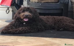 Labradoodle dogs for sale: F4b Standard Labradoodles (Fully Health Tested) - Advert 13