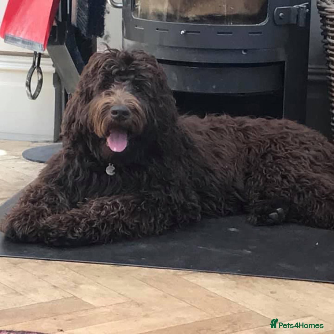 Labradoodle dogs for sale: F4b Standard Labradoodles (Fully Health Tested) - Advert 13