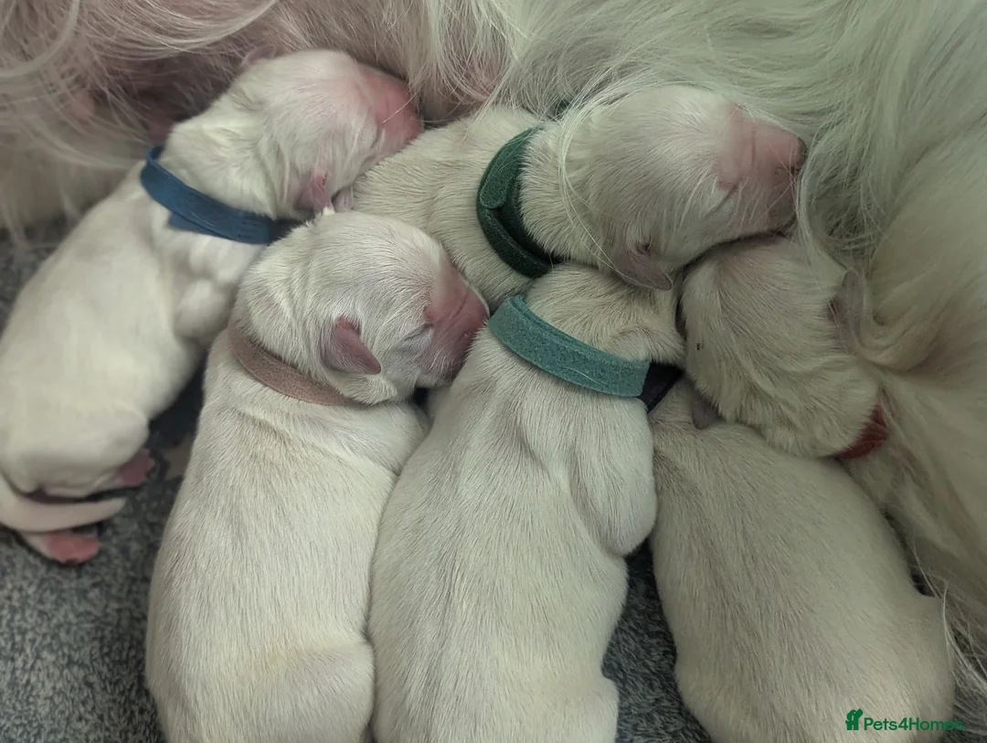 Golden Retriever dogs for sale: 🐾6  Golden Retriever Puppies! 🐾 - Advert 23