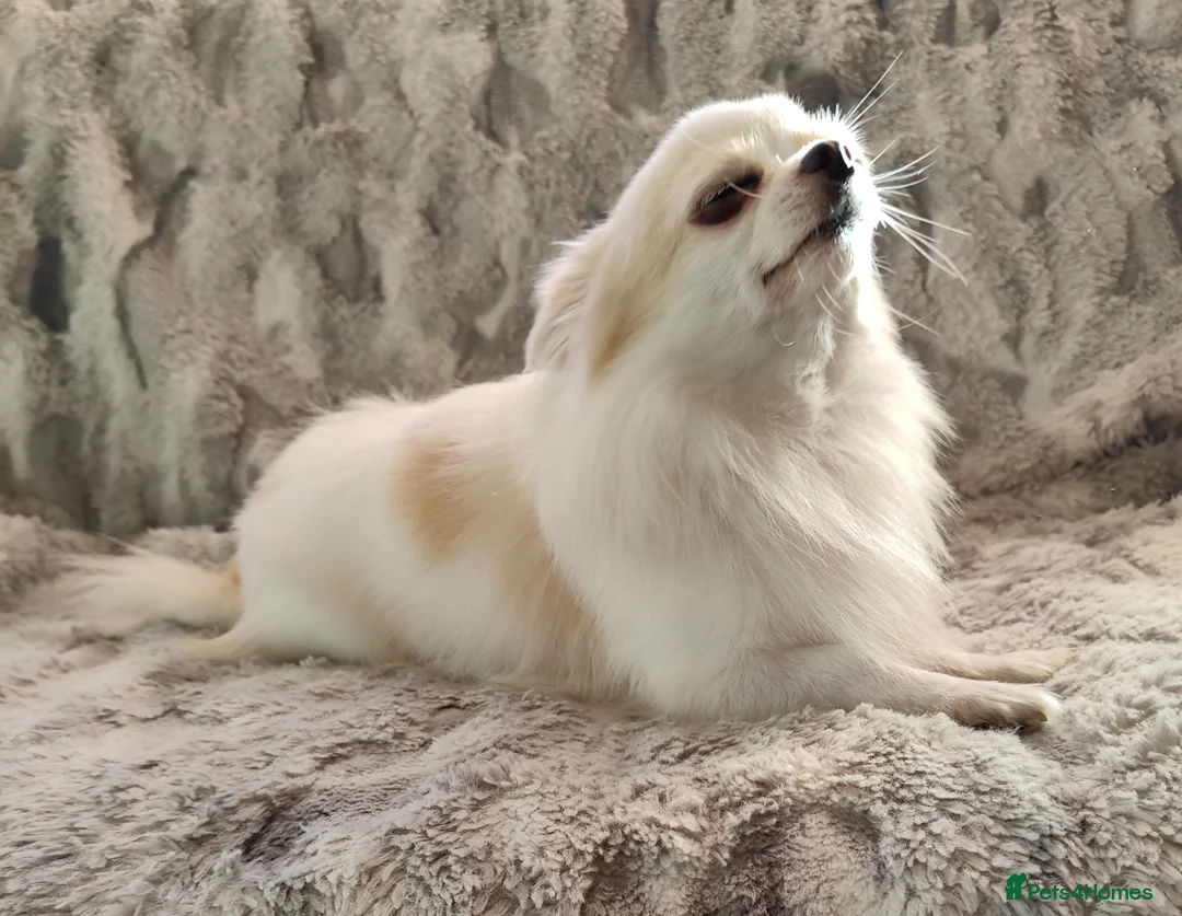 Chihuahua dogs for stud: STUD: Gorgeous White Long Coat Chihuahua  in Aldershot - Advert 9