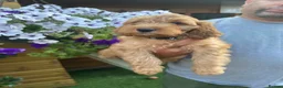Cockapoo dogs for sale: Stunning F1 puppies Champions Bloodlines  - Advert 15